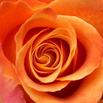 600px-Rose_Orangefarbig